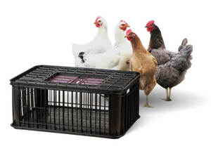 Jak bezpečně přepravovat živou drůbež